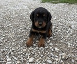 Small #2 Bernese Mountain Dog-Rottweiler Mix