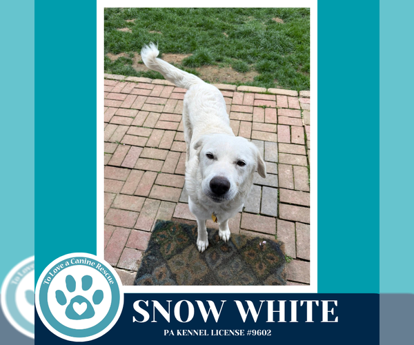 Medium Photo #3 Great Pyrenees-Unknown Mix Puppy For Sale in Kimberton, PA, USA