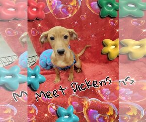 Dachshund-Unknown Mix Dogs for adoption in Pipe Creek, TX, USA