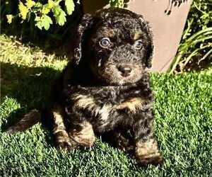 Medium Miniature Bernedoodle