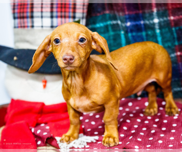 Medium Photo #5 Dachshund Puppy For Sale in WAKARUSA, IN, USA