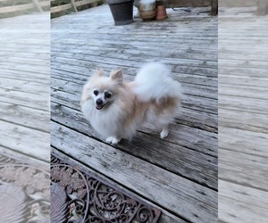 Pomeranian Puppy for sale in MARLTON, NJ, USA