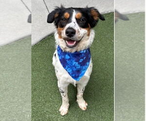 Colonial Cocker Spaniel-Unknown Mix Dogs for adoption in Canton, CT, USA
