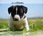 Small #3 Jack Russell Terrier