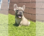 Small Photo #63 French Bulldog Puppy For Sale in JACKSONVILLE, FL, USA