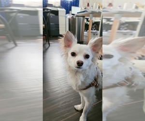 Chihuahua Dogs for adoption in LOS ANGELES, CA, USA