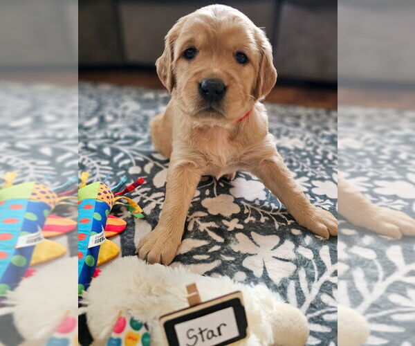 Medium Photo #11 Golden Retriever Puppy For Sale in WASECA, MN, USA