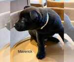 Small #2 Labrador Retriever Mix