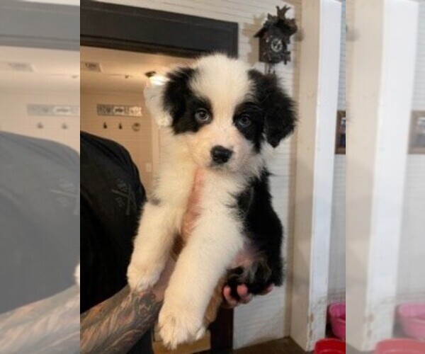 Medium Photo #1 Australian Shepherd Puppy For Sale in LEXINGTON, GA, USA