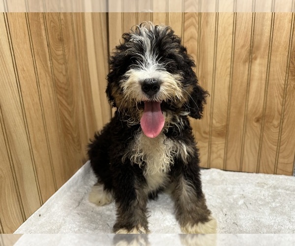 Medium Photo #1 Bernedoodle Puppy For Sale in ATHENS, WI, USA