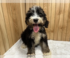Bernedoodle Puppy for sale in ATHENS, WI, USA