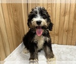 Image preview for Ad Listing. Nickname: Missie
