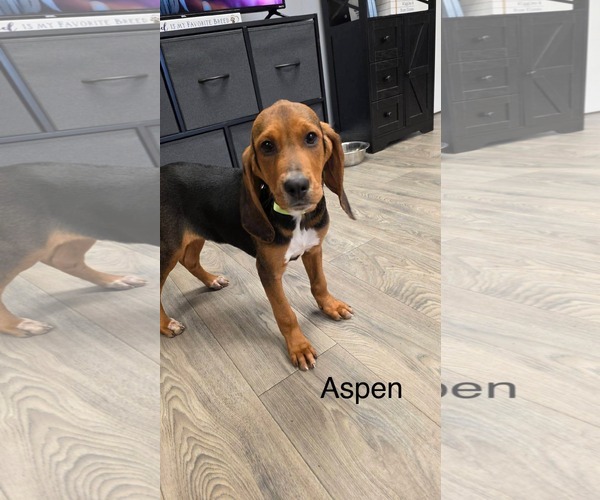 Medium Photo #1 Coonhound-Unknown Mix Puppy For Sale in Duluth, MN, USA