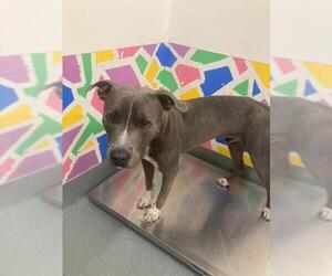 American Pit Bull Terrier-Unknown Mix Dogs for adoption in Baytown, TX, USA