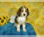 Small Photo #86 Bernedoodle-Poodle (Toy) Mix Puppy For Sale in BLACK FOREST, CO, USA