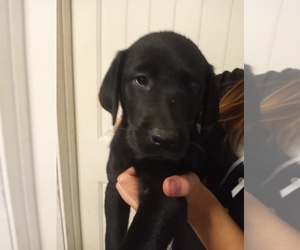 Labrador Retriever Puppy for sale in BURNET, TX, USA
