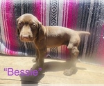 Small Photo #9 German Shorthaired Pointer Puppy For Sale in GRAND ISLAND, NE, USA