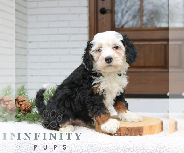 Medium Photo #1 Bernedoodle (Miniature) Puppy For Sale in NARVON, PA, USA