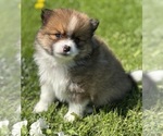 Small #2 Pomeranian