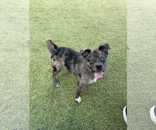 Medium Photo #2 Mutt Puppy For Sale in Woodbury, NY, USA