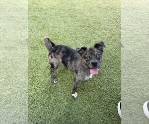 RIZZO - Male Mutt Dog for Adoption - Photo #2