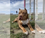 Small Photo #3 American Bully Puppy For Sale in LATHROP, CA, USA