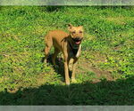 Small Photo #2 Carolina Dog-Unknown Mix Puppy For Sale in Louisville, KY, USA