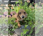 Small #2 Dachshund