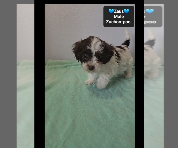 Medium Photo #3 Poodle (Toy)-Zuchon Mix Puppy For Sale in TUCSON, AZ, USA