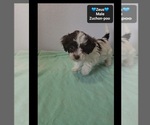 Zeus - Male Poodle (Toy)-Zuchon Mix Puppy for Sale - Photo #3