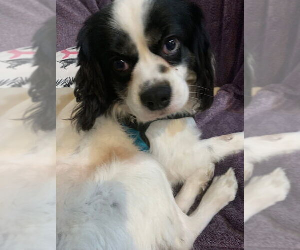 Medium Photo #4 Cavalier King Charles Spaniel Puppy For Sale in Mundelein, IL, USA