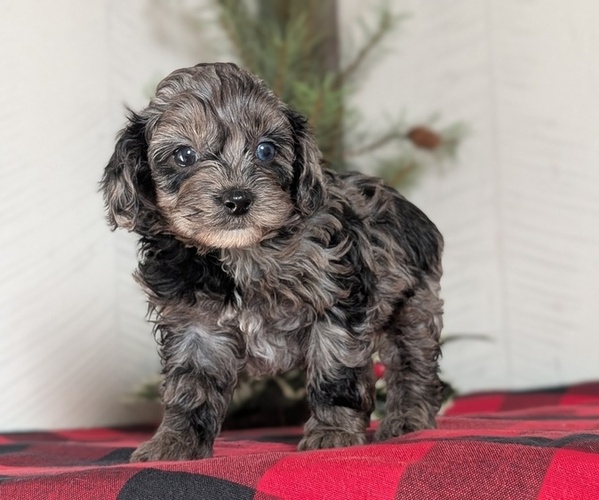 Medium Photo #2 Cockapoo (Miniature) Puppy For Sale in GOSHEN, IN, USA