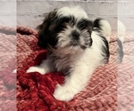 Small Photo #3 Shih Tzu Puppy For Sale in ROSEVILLE, OH, USA