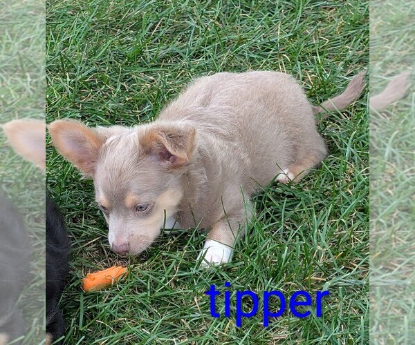Medium Photo #4 Chihuahua Puppy For Sale in LEBANON, PA, USA