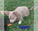 Small Photo #4 Chihuahua Puppy For Sale in LEBANON, PA, USA