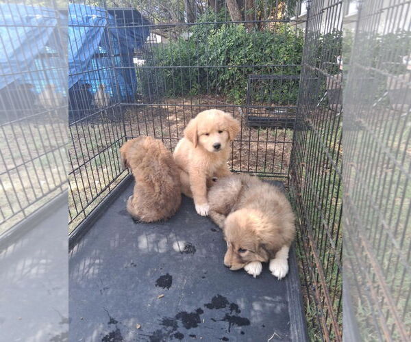 Medium Photo #3 Golden Pyrenees Puppy For Sale in Grafton, WI, USA