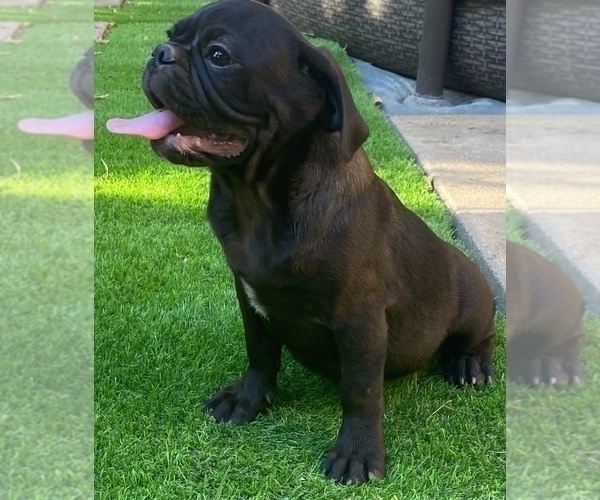 Medium Photo #2 Pug Puppy For Sale in HUTTO, TX, USA