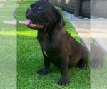 Small Photo #2 Pug Puppy For Sale in HUTTO, TX, USA