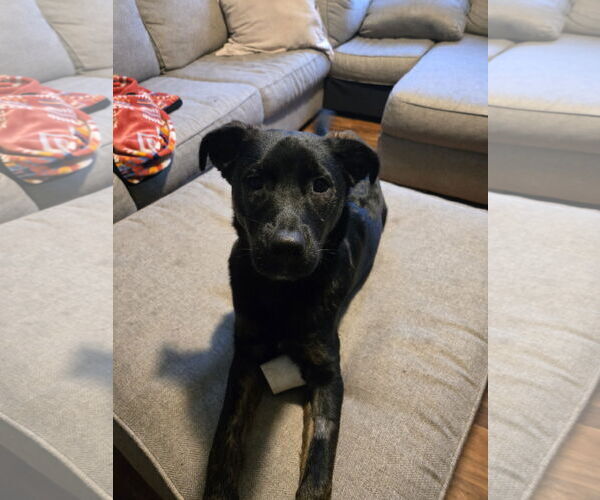 Medium Photo #3 Mountain Cur-Unknown Mix Puppy For Sale in Farmington, MN, USA