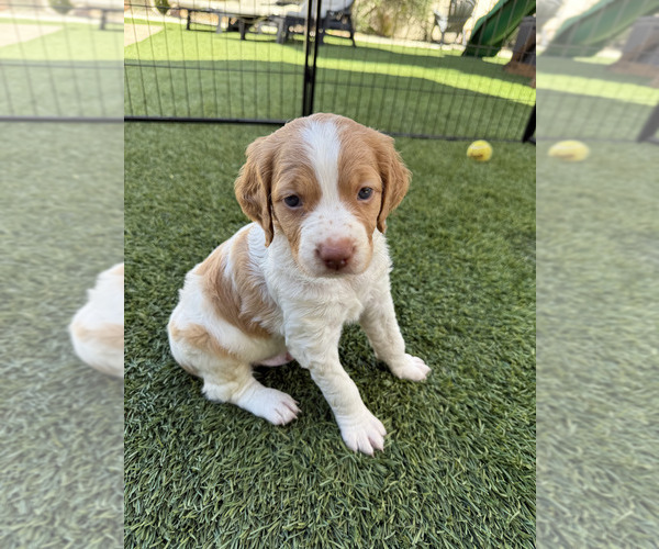 Medium Photo #2 Brittany Puppy For Sale in MORENO VALLEY, CA, USA