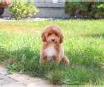 Small #2 Poodle (Miniature)