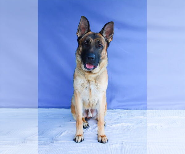 Medium Photo #2 German Shepherd Dog Puppy For Sale in Pasadena, CA, USA