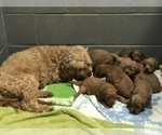 Small Photo #3 Goldendoodle (Miniature) Puppy For Sale in VACAVILLE, CA, USA