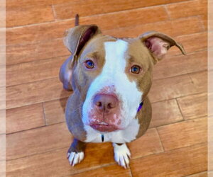 Polly - Female Mutt Dog for Adoption - Photo #7