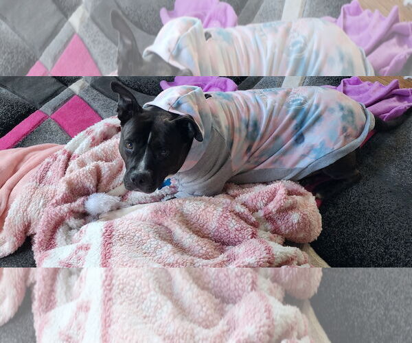 Medium Photo #1 Mutt Puppy For Sale in Plainfield, IL, USA