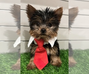 Yorkshire Terrier Puppy for sale in JASPER, GA, USA