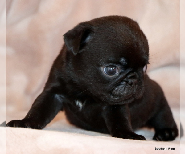 Medium Photo #13 Pug Puppy For Sale in WINNSBORO, TX, USA