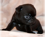 Small #12 Pug