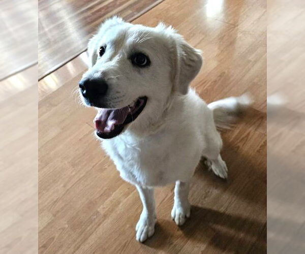Medium Photo #3 Great Pyrenees-Retriever  Mix Puppy For Sale in Westmont, IL, USA
