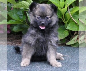Pomeranian Puppy for sale in MILLERSTOWN, PA, USA
